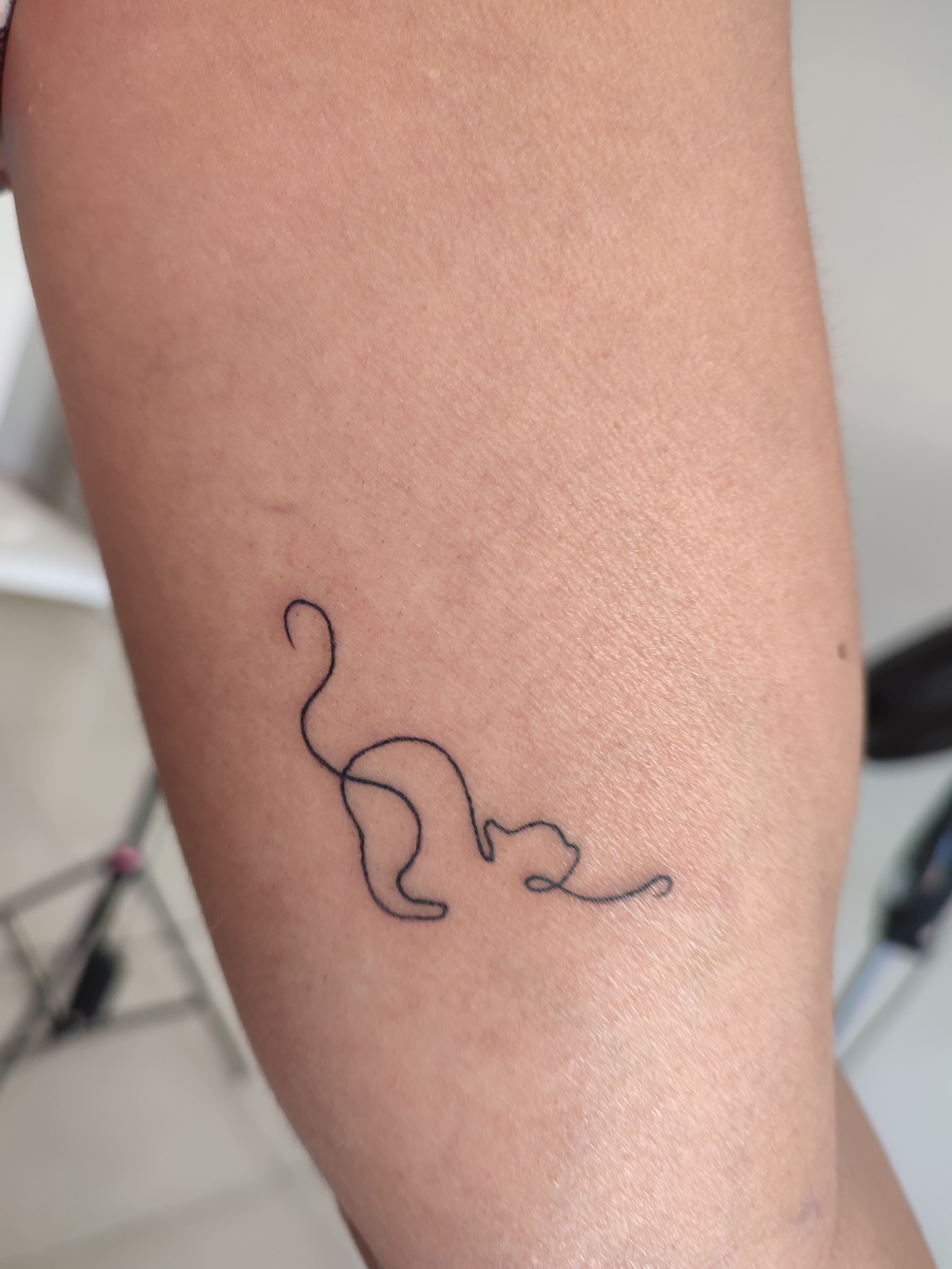 Tatuagem minimalista um gato, desenhada com uma linha completa